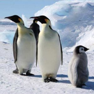Всемирный день пингвинов
