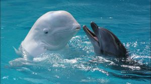 Всемирный день китов и дельфинов