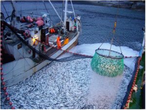 День действий против рыбной ловли в России