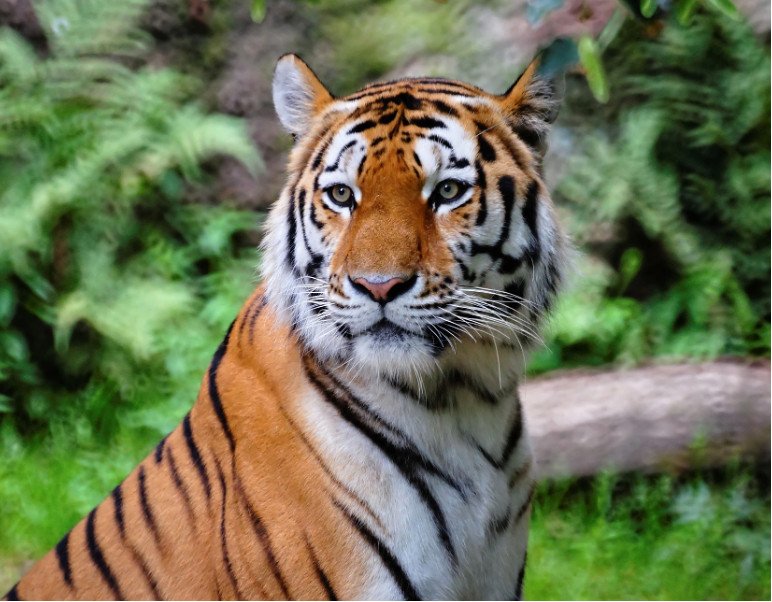 Международный день тигра (с 2010 г.)